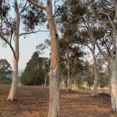 Eucalyptus sp. (dead tree) (Dead Hollow-bearing Eucalypt) at Hughes, ACT - 8 Dec 2019 by ebristow