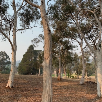 Eucalyptus sp. (dead tree) (Dead Hollow-bearing Eucalypt) at Hughes, ACT - 8 Dec 2019 by ebristow