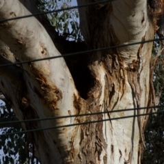 Eucalyptus melliodora (Yellow Box) at Hughes, ACT - 6 Dec 2019 by ebristow
