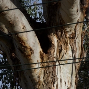 Eucalyptus melliodora at Hughes, ACT - 6 Dec 2019 06:35 PM