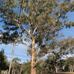 Eucalyptus melliodora at Hughes, ACT - 6 Dec 2019 06:35 PM