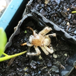 Sparassidae (family) at Hughes, ACT - 18 Nov 2019 10:00 AM