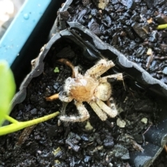 Sparassidae sp. (family) (A Huntsman Spider) at Hughes, ACT - 17 Nov 2019 by ruthkerruish