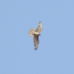 Falco berigora (Brown Falcon) at Namadgi National Park - 7 Dec 2019 by KMcCue