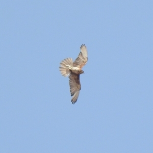 Falco berigora at Rendezvous Creek, ACT - 8 Dec 2019 09:33 AM