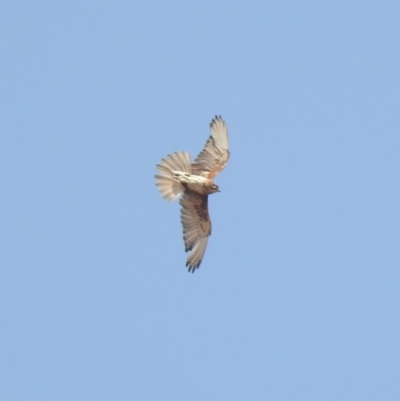 Falco berigora (Brown Falcon) at Namadgi National Park - 7 Dec 2019 by KMcCue