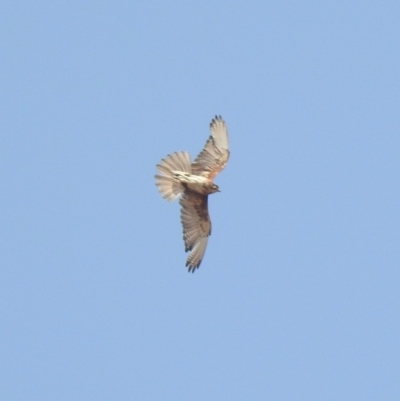 Falco berigora (Brown Falcon) at Rendezvous Creek, ACT - 8 Dec 2019 by KMcCue