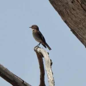 Petroica phoenicea at Rendezvous Creek, ACT - 8 Dec 2019