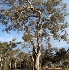 Eucalyptus blakelyi (Blakely's Red Gum) at Hughes, ACT - 6 Dec 2019 by ebristow