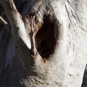 Eucalyptus blakelyi at Red Hill to Yarralumla Creek - 6 Dec 2019