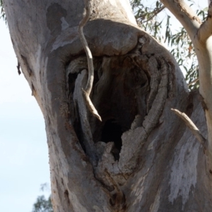 Eucalyptus blakelyi at Red Hill to Yarralumla Creek - 6 Dec 2019 05:39 PM