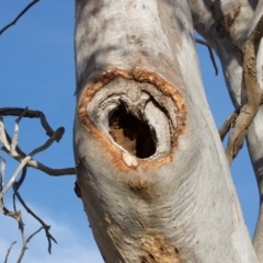 Eucalyptus blakelyi at Hughes, ACT - 6 Dec 2019