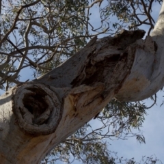 Eucalyptus blakelyi at Red Hill to Yarralumla Creek - 6 Dec 2019