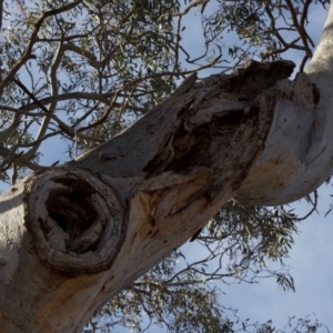 Eucalyptus blakelyi at Red Hill to Yarralumla Creek - 6 Dec 2019 05:39 PM