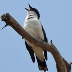 Lalage tricolor (White-winged Triller) at Rendezvous Creek, ACT - 7 Dec 2019 by KMcCue