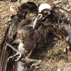 Corvus mellori at Rendezvous Creek, ACT - 8 Dec 2019 10:38 AM