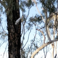 Cacatua galerita (Sulphur-crested Cockatoo) at Garran, ACT - 6 Dec 2019 by ruthkerruish