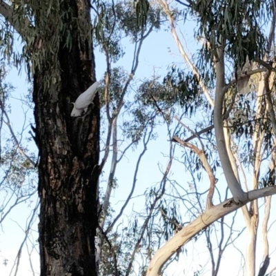 Cacatua galerita (Sulphur-crested Cockatoo) at Hughes Garran Woodland - 5 Dec 2019 by ruthkerruish