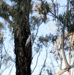 Cacatua galerita at Garran, ACT - 6 Dec 2019 07:00 AM