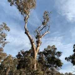 Eucalyptus blakelyi (Blakely's Red Gum) at Red Hill to Yarralumla Creek - 6 Dec 2019 by ebristow