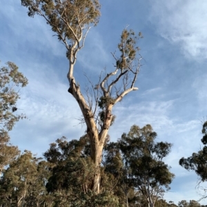 Eucalyptus blakelyi at Red Hill to Yarralumla Creek - 6 Dec 2019