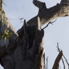 Eucalyptus blakelyi at Red Hill to Yarralumla Creek - 6 Dec 2019