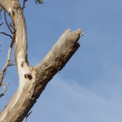 Eucalyptus blakelyi at Red Hill to Yarralumla Creek - 6 Dec 2019