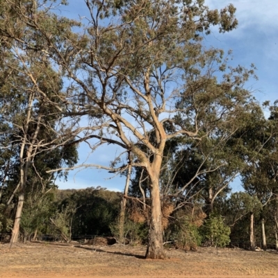 Eucalyptus blakelyi (Blakely's Red Gum) at Red Hill to Yarralumla Creek - 6 Dec 2019 by ebristow