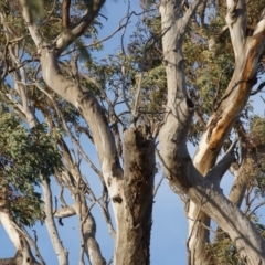 Eucalyptus blakelyi at Red Hill to Yarralumla Creek - 6 Dec 2019