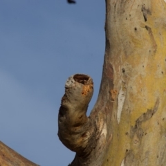 Eucalyptus blakelyi at Red Hill to Yarralumla Creek - 6 Dec 2019