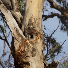 Eucalyptus blakelyi at Red Hill to Yarralumla Creek - 6 Dec 2019