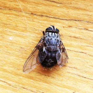 Rutilia (Rutilia) sp. (genus & subgenus) at Hughes, ACT - 8 Dec 2019