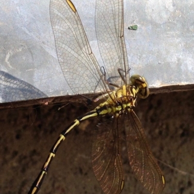 Austrogomphus guerini (Yellow-striped Hunter) at Namadgi National Park - 7 Dec 2019 by KMcCue