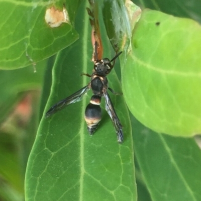 Eumeninae (subfamily) (Unidentified Potter wasp) at Hackett, ACT - 8 Dec 2019 by WalterEgo