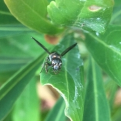 Eumeninae (subfamily) at Hackett, ACT - 8 Dec 2019 05:17 PM