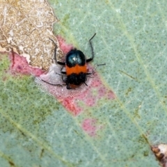 Dicranolaius cinctus (Notched-leg Red & Blue Flower Beetle) at Holt, ACT - 8 Dec 2019 by AlisonMilton