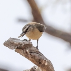 Acanthiza chrysorrhoa (Yellow-rumped Thornbill) at Molonglo Valley, ACT - 8 Dec 2019 by AlisonMilton