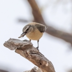 Acanthiza chrysorrhoa (Yellow-rumped Thornbill) at Molonglo Valley, ACT - 7 Dec 2019 by Alison Milton