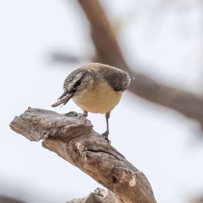 Acanthiza chrysorrhoa (Yellow-rumped Thornbill) at Molonglo Valley, ACT - 8 Dec 2019 by AlisonMilton