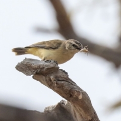 Acanthiza chrysorrhoa at Molonglo Valley, ACT - 8 Dec 2019