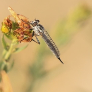 Cerdistus sp. (genus) at Molonglo Valley, ACT - 8 Dec 2019