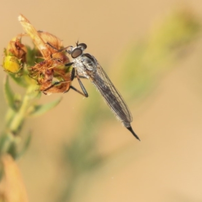 Cerdistus sp. (genus) (Yellow Slender Robber Fly) at Molonglo Valley, ACT - 7 Dec 2019 by AlisonMilton