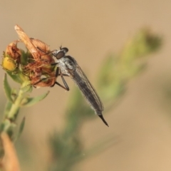 Cerdistus sp. (genus) at Molonglo Valley, ACT - 8 Dec 2019