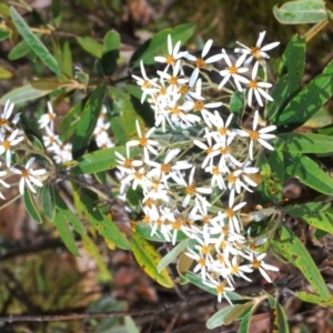 Olearia megalophylla at Cotter River, ACT - 7 Dec 2019 04:13 PM