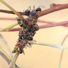 Eurymeloides pulchra (Gumtree hopper) at Molonglo Valley, ACT - 7 Dec 2019 by AlisonMilton