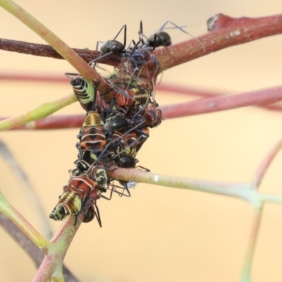 Eurymeloides pulchra (Gumtree hopper) at Molonglo Valley, ACT - 8 Dec 2019 by AlisonMilton