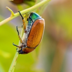 Anoplognathus brunnipennis (Green-tailed Christmas beetle) at Belconnen, ACT - 7 Dec 2019 by AlisonMilton