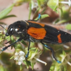 Castiarina pulchripes (Jewel beetle) at Kangaroo Valley, NSW - 6 Dec 2019 by Harrisi