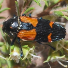 Castiarina pulchripes at Kangaroo Valley, NSW - 6 Dec 2019