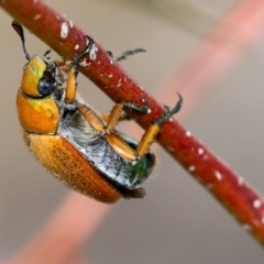 Anoplognathus brunnipennis (Green-tailed Christmas beetle) at Belconnen, ACT - 7 Dec 2019 by AlisonMilton